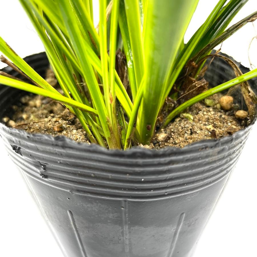 斑入りヤブラン 10.5cmポット 苗 40株 グランドカバー 常緑多年草 やぶらん フイリヤブラン 下草 植木 庭木 斑入り種 |  | 05