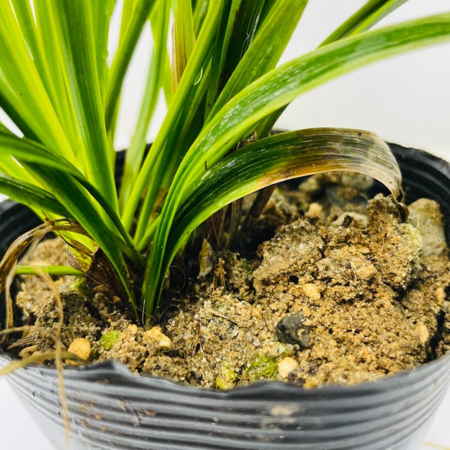 斑入りヤブラン 10.5cmポット 苗 40株 グランドカバー 常緑多年草 やぶらん フイリヤブラン 下草 植木 庭木 斑入り種 |  | 07