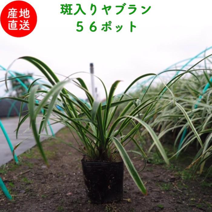 斑入りヤブラン 10.5cmポット 苗 56株 グランドカバー 常緑多年草 やぶらん フイリヤブラン 下草 植木 庭木 斑入り種 | 