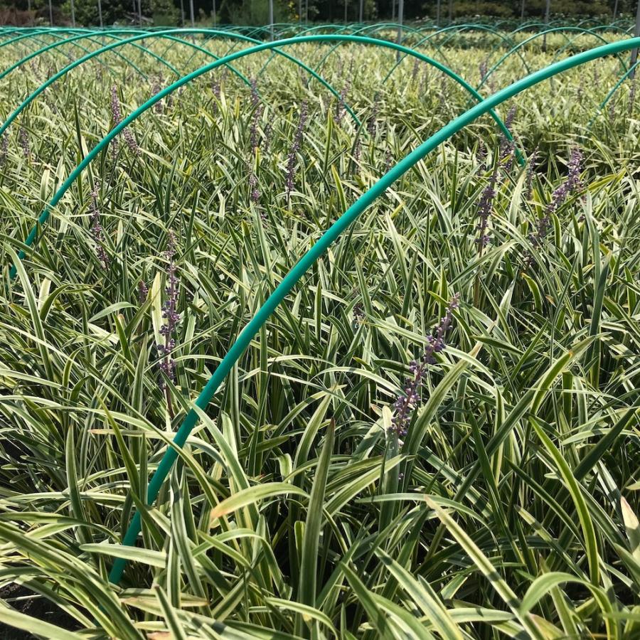 斑入りヤブラン 10.5cmポット 苗 56株 グランドカバー 常緑多年草 やぶらん フイリヤブラン 下草 植木 庭木 斑入り種 |  | 11