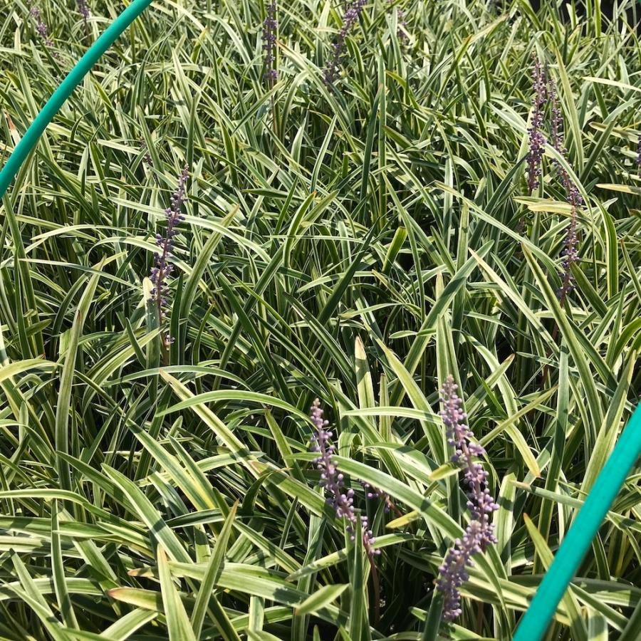 斑入りヤブラン 10.5cmポット 苗 56株 グランドカバー 常緑多年草 やぶらん フイリヤブラン 下草 植木 庭木 斑入り種 |  | 12