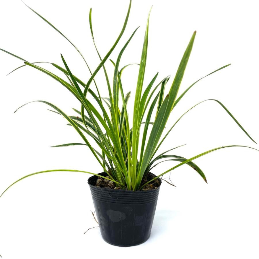 斑入りヤブラン 10.5cmポット 苗 56株 グランドカバー 常緑多年草 やぶらん フイリヤブラン 下草 植木 庭木 斑入り種 |  | 02