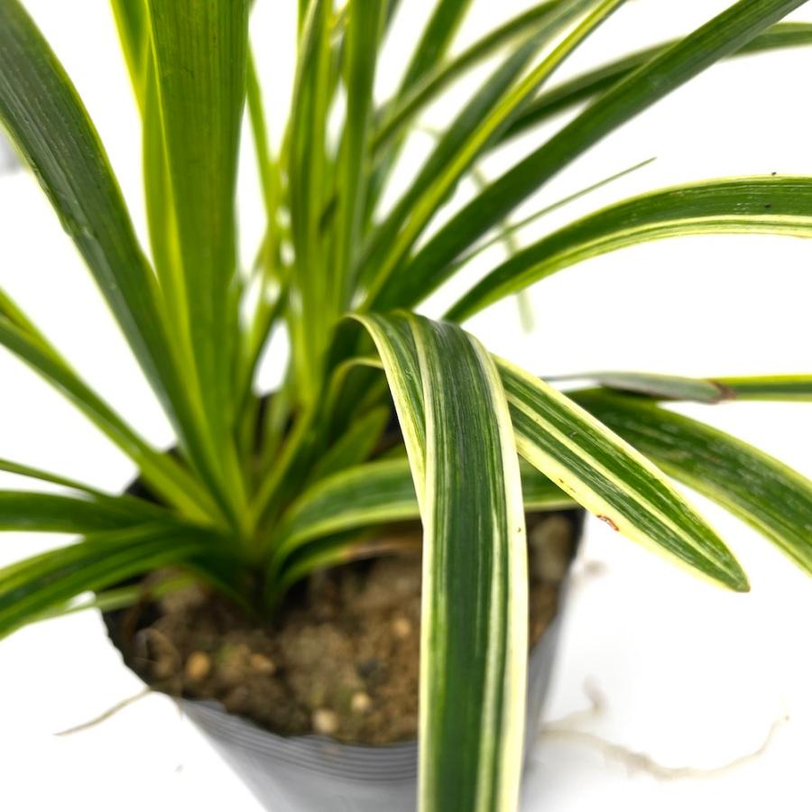 斑入りヤブラン 10.5cmポット 苗 56株 グランドカバー 常緑多年草 やぶらん フイリヤブラン 下草 植木 庭木 斑入り種 |  | 06