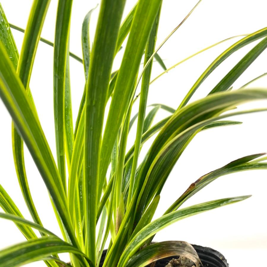 斑入りヤブラン 10.5cmポット 苗 80株 グランドカバー 常緑多年草 やぶらん フイリヤブラン 下草 植木 庭木 斑入り種 |  | 08