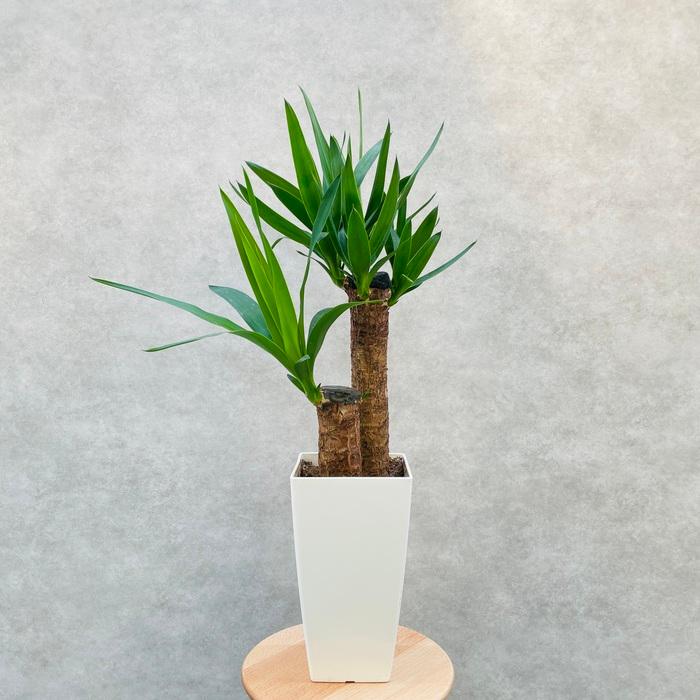 観葉植物 ユッカ エレファンティペス 6号鉢 鉢底から65cm程度 青年の木