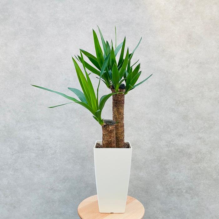 観葉植物 ユッカ エレファンティペス 6号鉢 鉢底から65cm程度 青年の木