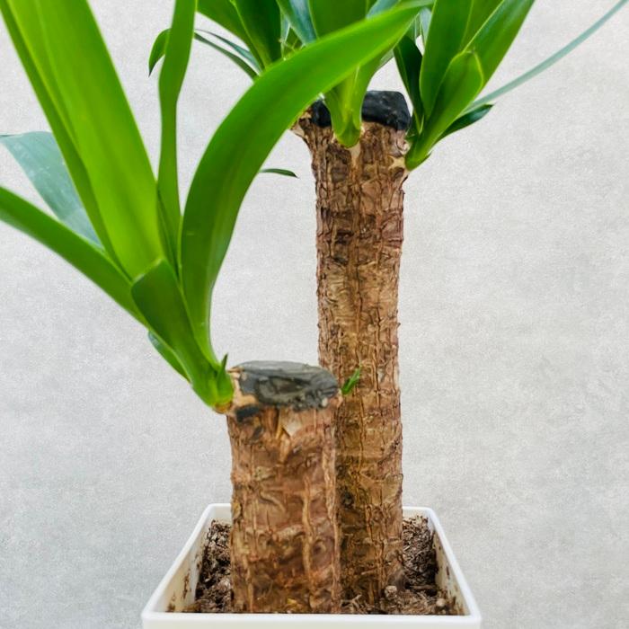 ユッカ 約1.5メートル 茶色の鉢付き 観葉植物 ユッカ 8号 曲り プラスチック鉢 | 観葉植物ならHitoHana