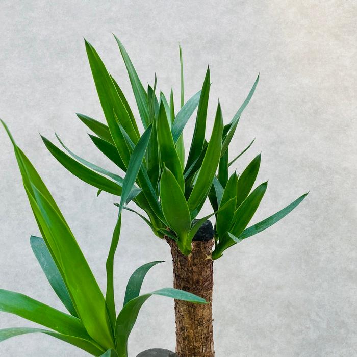 観葉植物 ユッカ エレファンティペス 6号鉢 鉢底から65cm程度 青年の木