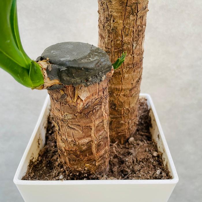 観葉植物 ユッカ エレファンティペス 6号鉢 鉢底から65cm程度 青年の木