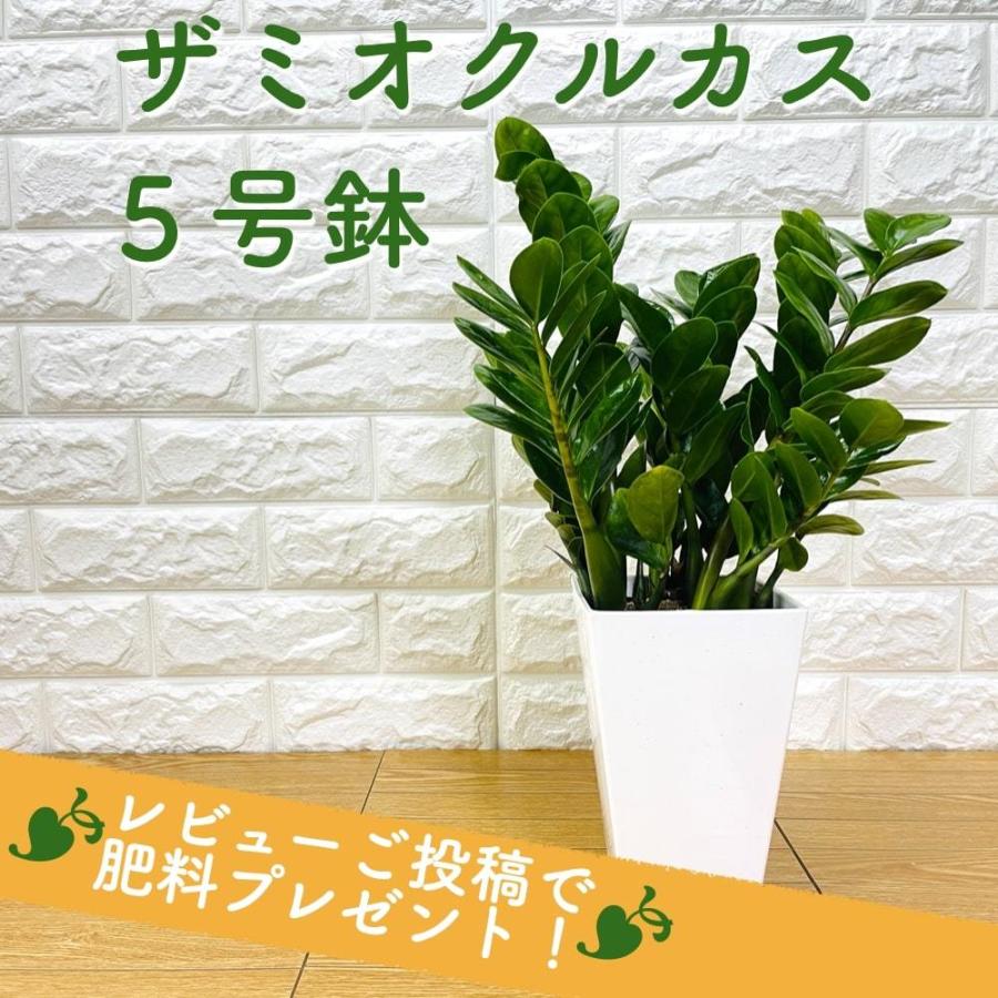 観葉植物 ザミオクルカス ザミフォーリア 5号鉢 シンボルツリー おしゃれなインテリア 結婚祝い 新築 開店祝い 誕生日 敬老の日 Zamioculcas 5 ミドリスークラピアと雑草対策ー 通販 Yahoo ショッピング