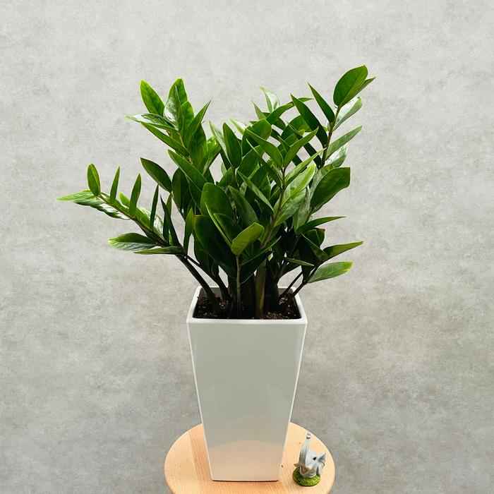 観葉植物 ザミオクルカス ザミフォーリア 6号鉢 金銭樹 耐陰性種類