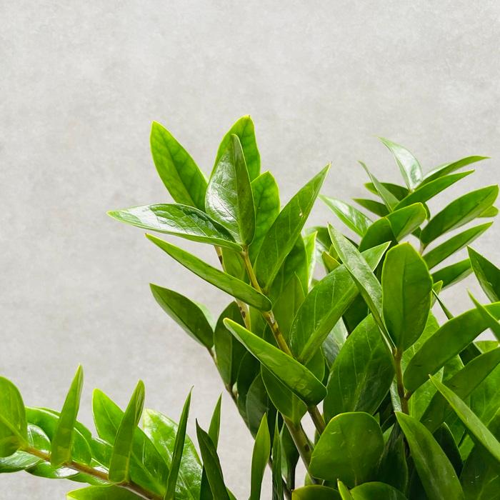 観葉植物 ザミオクルカス ザミフォーリア 6号鉢 金銭樹 耐陰性