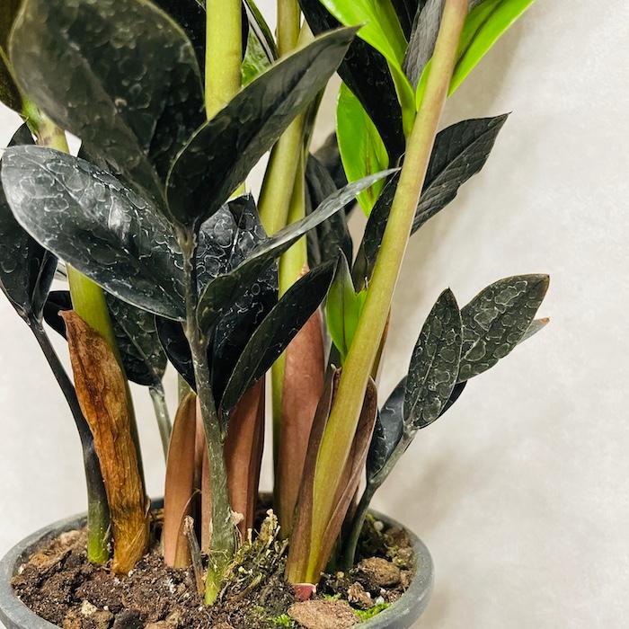 観葉植物 ザミオクルカス レイヴン ザミフォーリア 4号鉢苗 レイブン