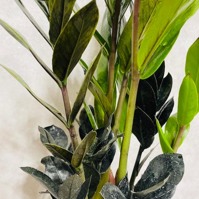 観葉植物 ザミオクルカス レイヴン ザミフォーリア 4号鉢苗 レイブン