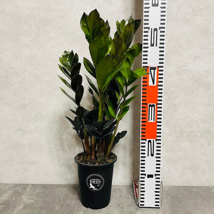 観葉植物 ザミオクルカス レイヴン ザミフォーリア 4号鉢苗 レイブン
