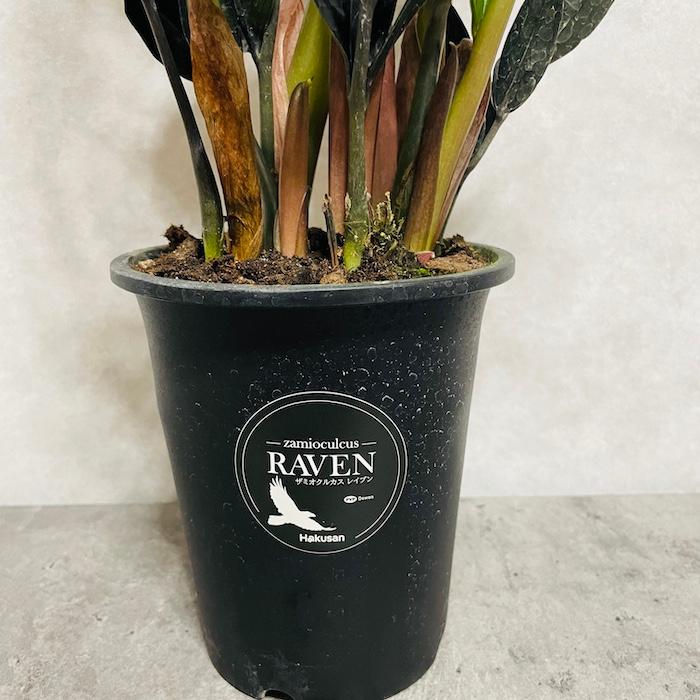 レイミア　リーフ プレミア トリニティ KFS / PREMIER TRINITY KFS（ペールグレー