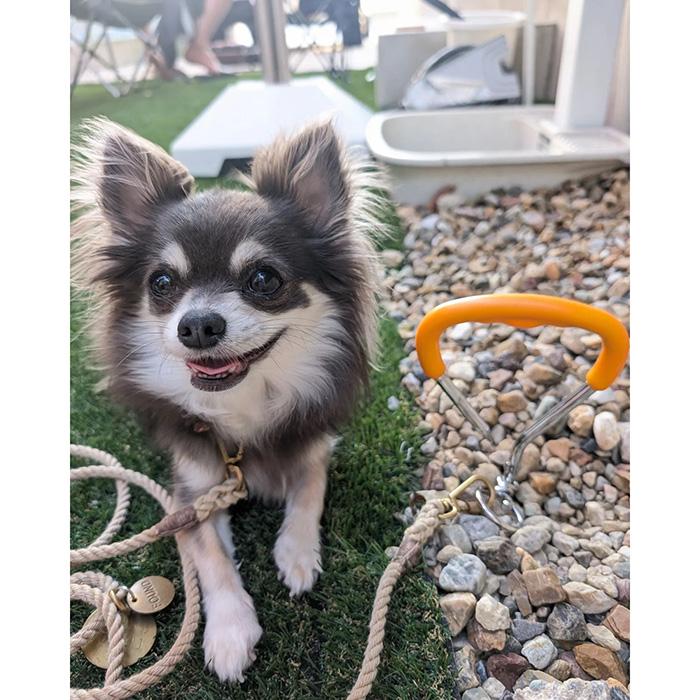 ドッグポール 係留用ポール ドッグアンカー ドッグポスト 小型犬 中型
