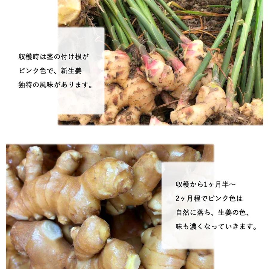 山北産直 生姜 訳あり 5kg 高知県産 国産 しょうが 農家直送 高知産