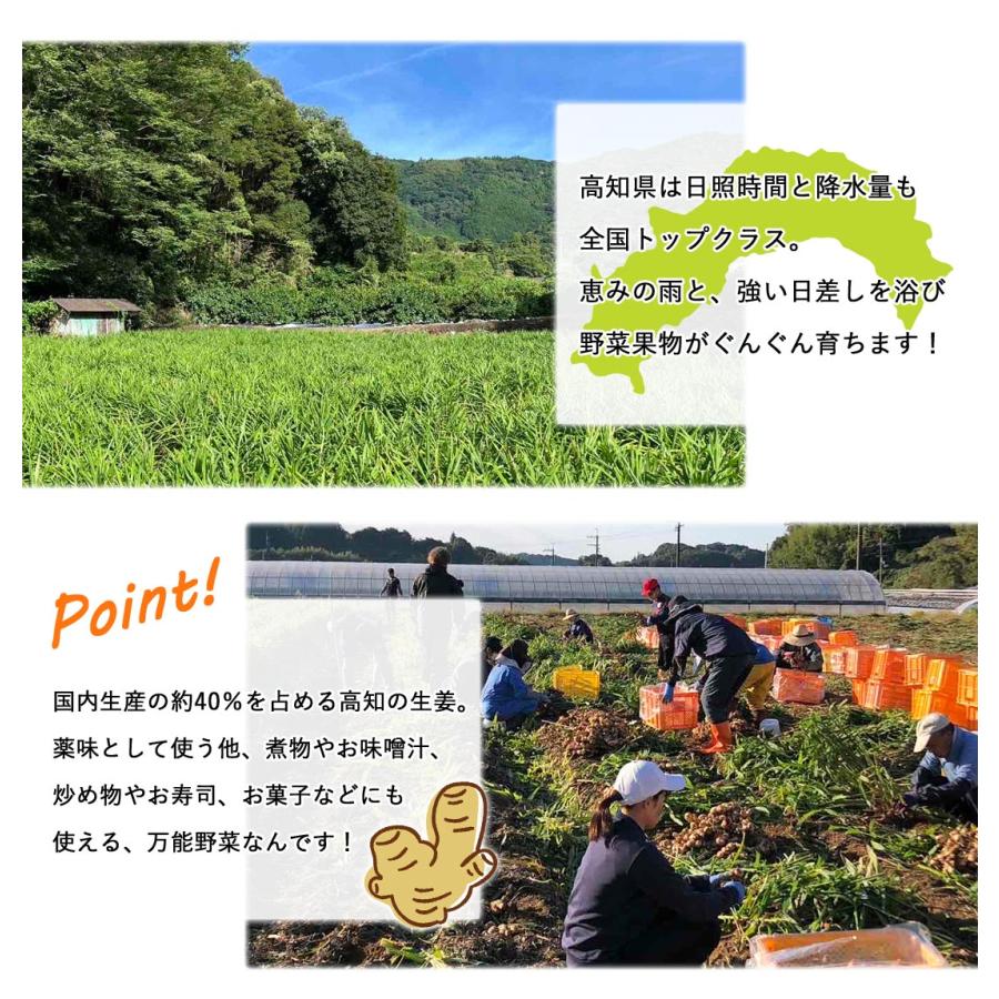 山北産直 生姜 訳あり 20kg 高知県産 国産 しょうが 農家直送 山北産直 生姜 訳あり 20kg 高知県産 国産 しょうが 農家直送