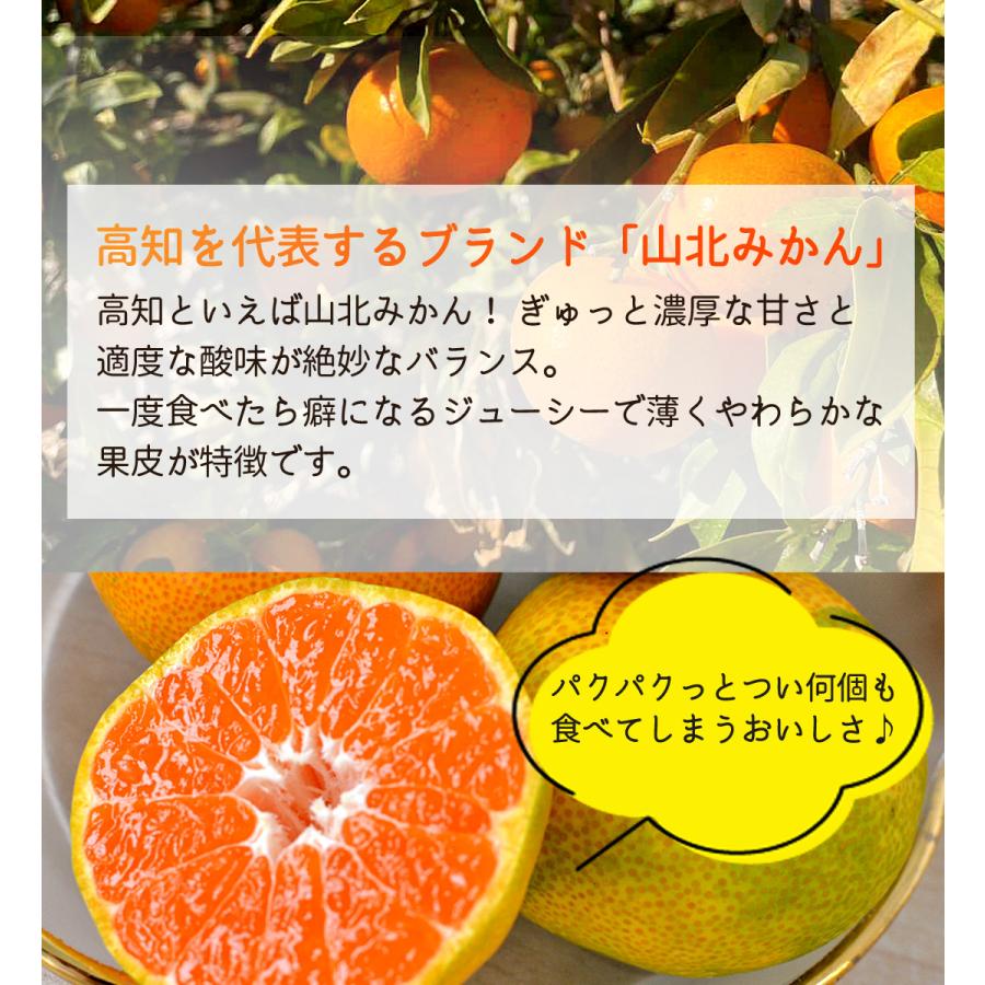 みかん 山北みかん 高知産 約5kg 蜜柑 露地みかん 5キロ 小玉 小粒 中