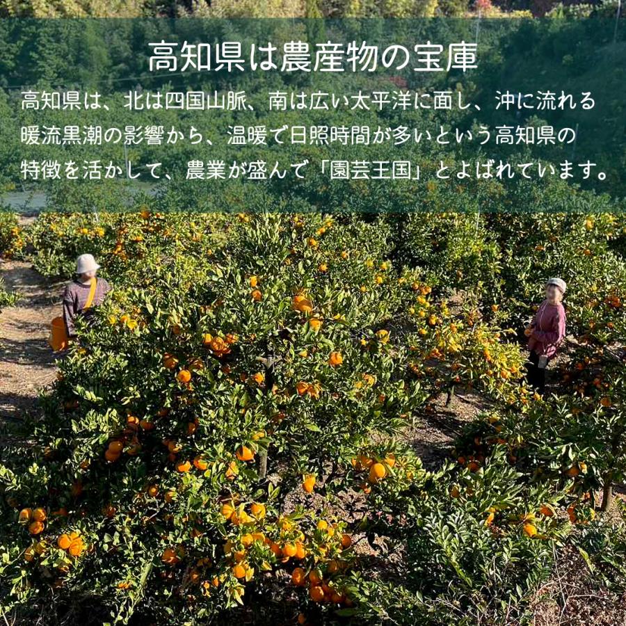みかん 山北みかん 高知産 約5kg 蜜柑 露地みかん 5キロ 小玉 小粒 中