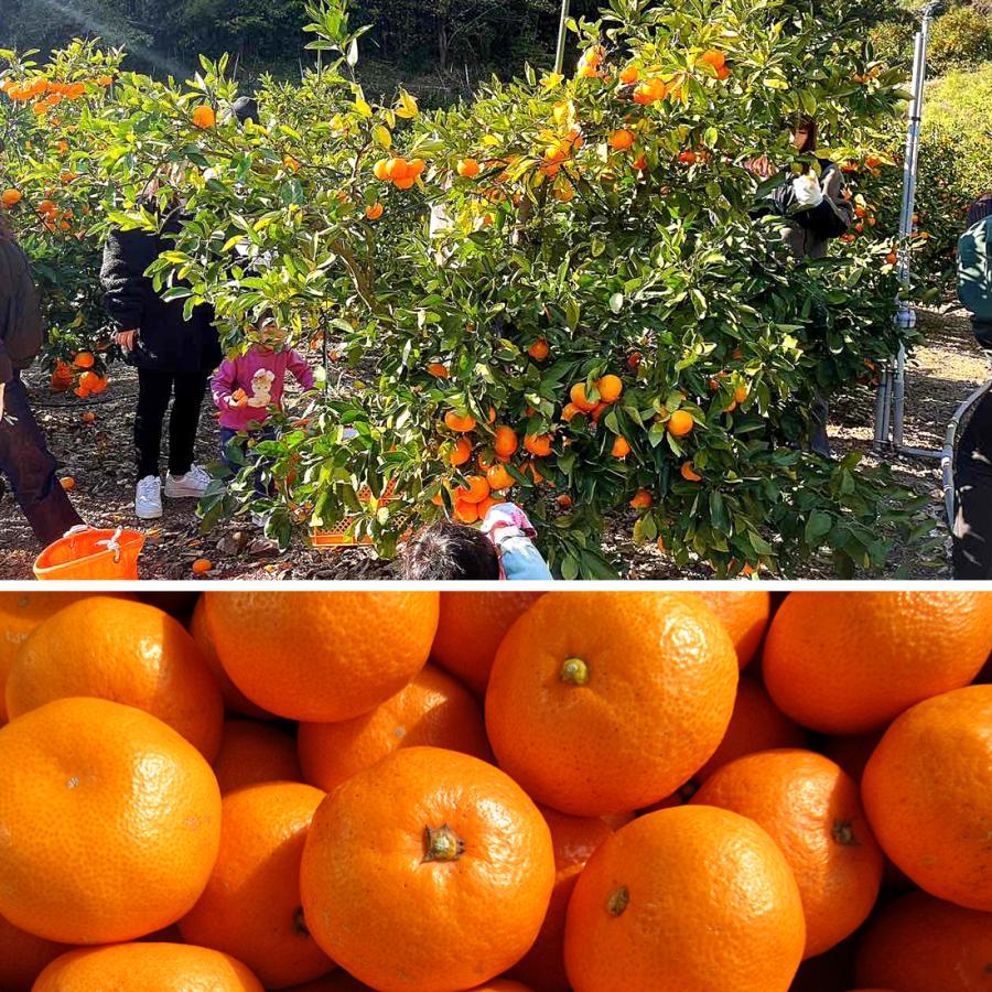 みかん 山北みかん 高知産 約5kg 蜜柑 露地みかん 5キロ 小玉 小粒 中