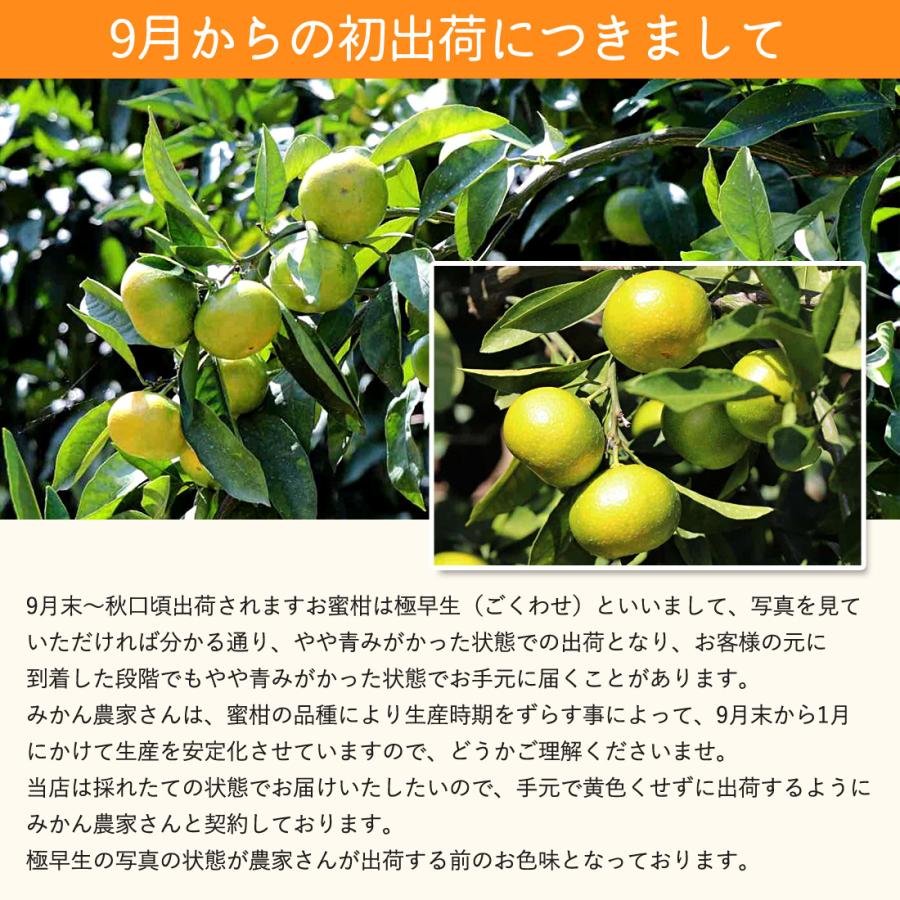 みかん 山北みかん 高知産 約10kg 蜜柑 露地 10キロ 小玉 小粒 中玉