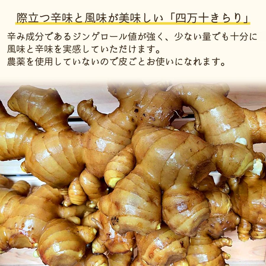 窪川産直 生姜 有機JAS 無農薬 1kg 黄色 大生姜 四万十きらり 高知産