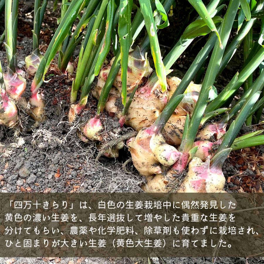 窪川産直 生姜 有機JAS 無農薬 1kg 黄色 大生姜 四万十きらり 高知産