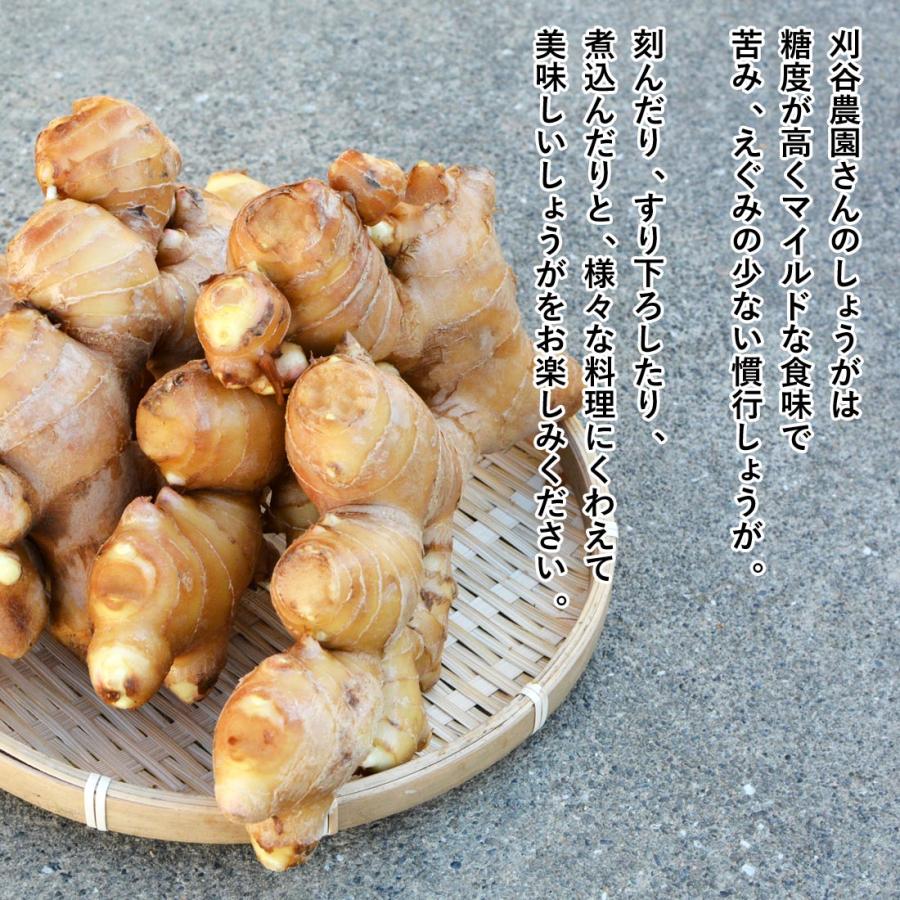 いの産直 生姜 1kg 高知県産 国産 しょうが 農家直送 刈谷農園 高知産