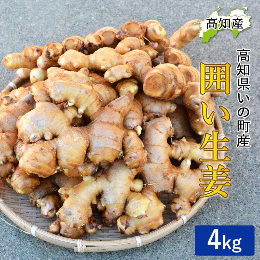 いの産直 生姜 4kg 高知県産 国産 しょうが 農家直送 刈谷農園 高知産