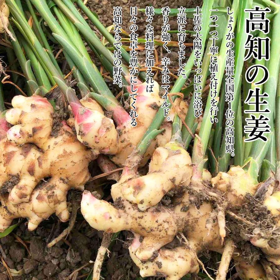 いの産直 生姜 4kg 高知県産 国産 しょうが 農家直送 刈谷農園 高知産