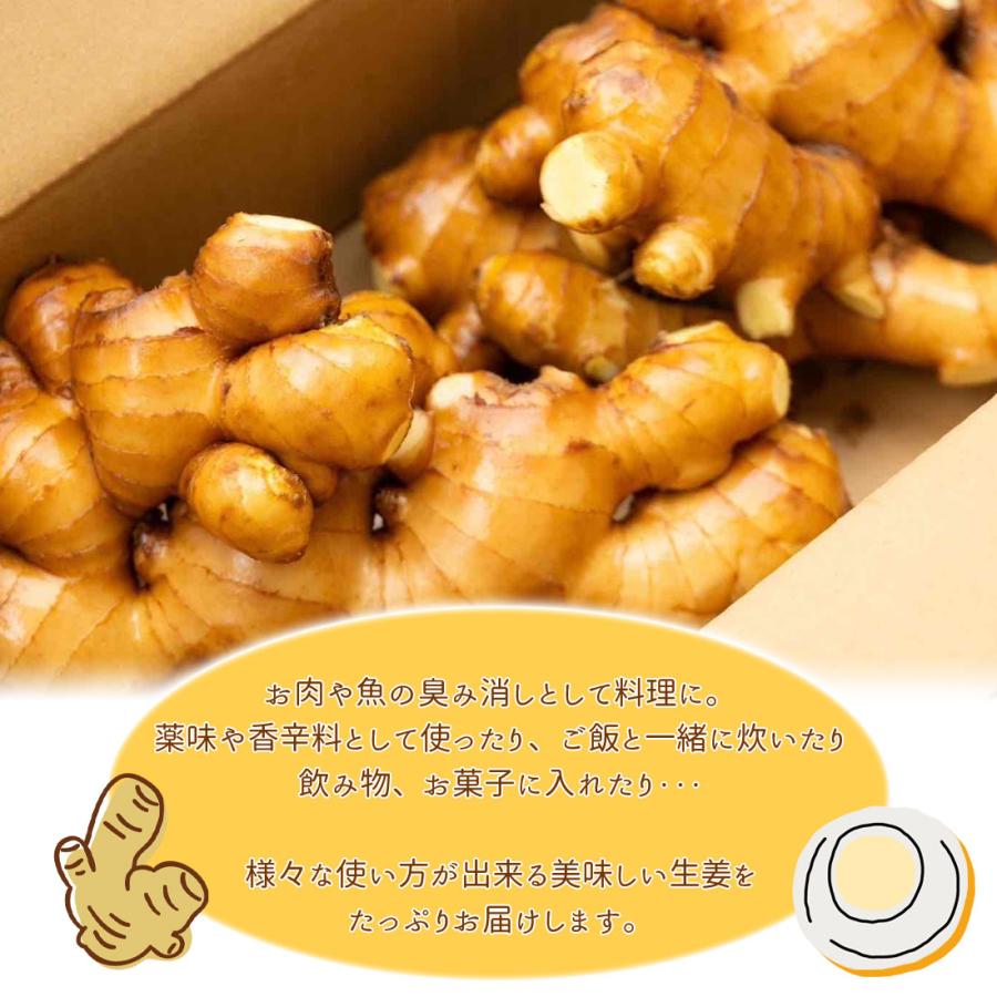いの産直 生姜 4kg 高知県産 国産 しょうが 農家直送 刈谷農園 高知産