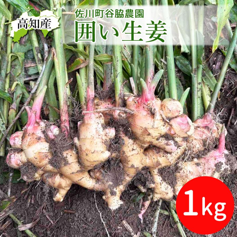 予約】【佐川産直】生姜 高知県産 国産 しょうが 1kg 農家直送 谷脇