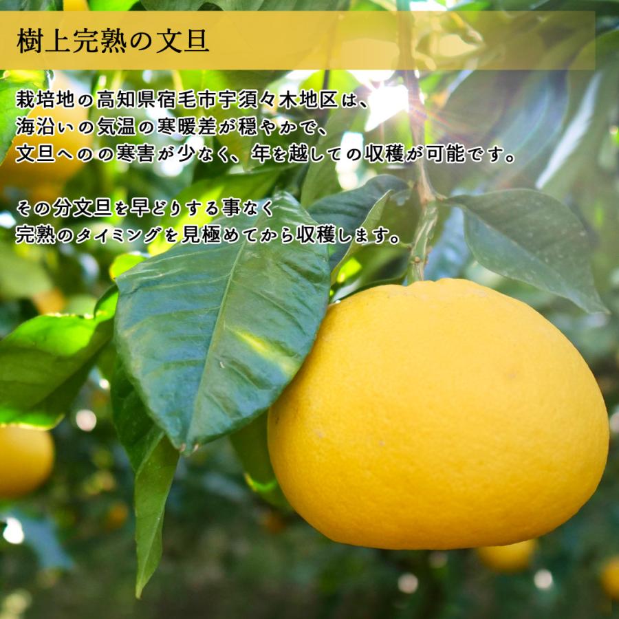 文旦 土佐文旦 家庭用 5kg L〜3Lサイズ 9〜11玉 ハッピーフルーツ果樹