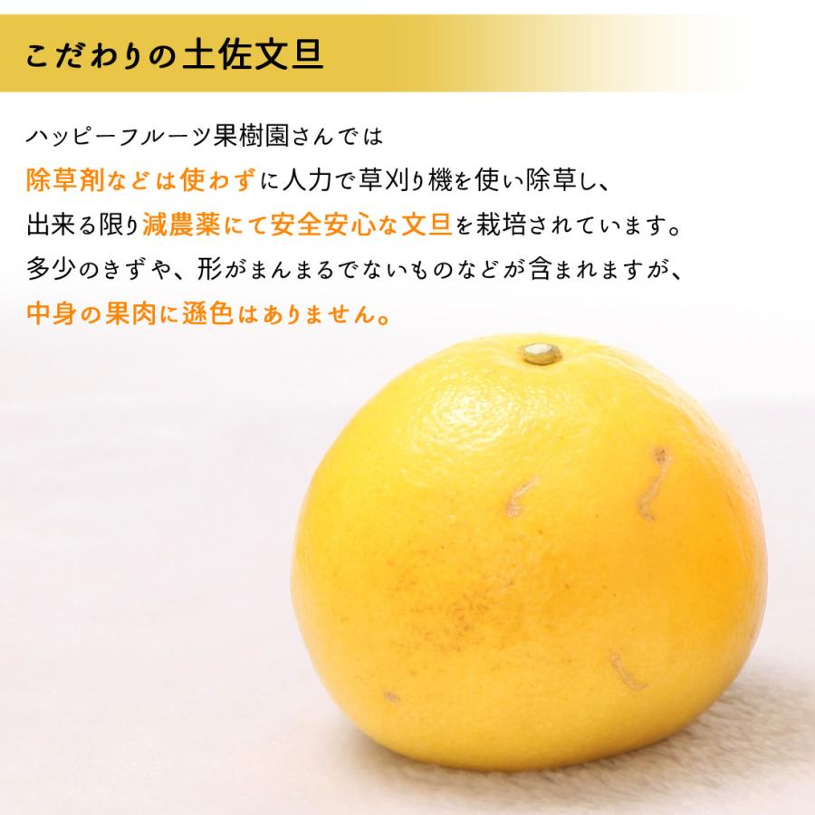 文旦 土佐文旦 家庭用 5kg L〜3Lサイズ 9〜11玉 ハッピーフルーツ果樹