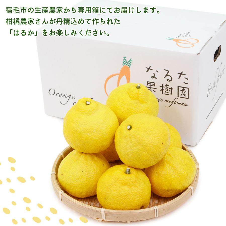 甘くて美味しい はるか 3kg 家庭用 15〜21玉 M〜2L 成田果樹園 3キロ