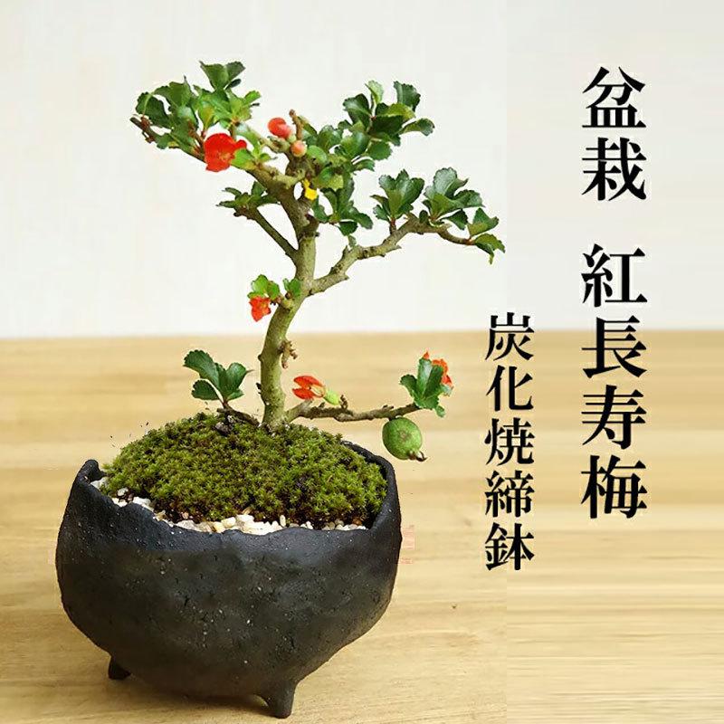 四季咲き 紅長寿梅 ベニチョウジュバイ 盆栽 炭化焼締鉢