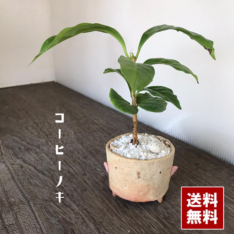 盆栽 コーヒーノキ 観葉盆栽 鉢 真山茜 一年中葉が楽しめる カジュアルな盆栽 陶芸作家 コーヒーの木 Boncoftori みどり屋 和草 にこぐさ 通販 Yahoo ショッピング