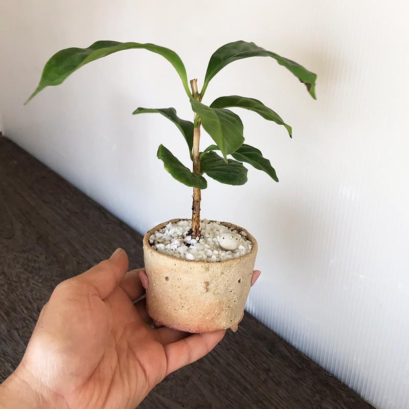 盆栽 コーヒーノキ 観葉 鉢 真山茜 一年中 葉が楽しめる カジュアル 