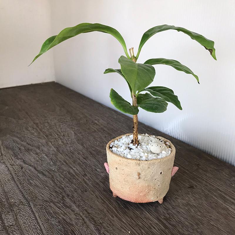 盆栽 コーヒーノキ 観葉 鉢 真山茜 一年中 葉が楽しめる 盆栽 コーヒーノキ 観葉 鉢 真山茜 一年中 葉が楽しめる
