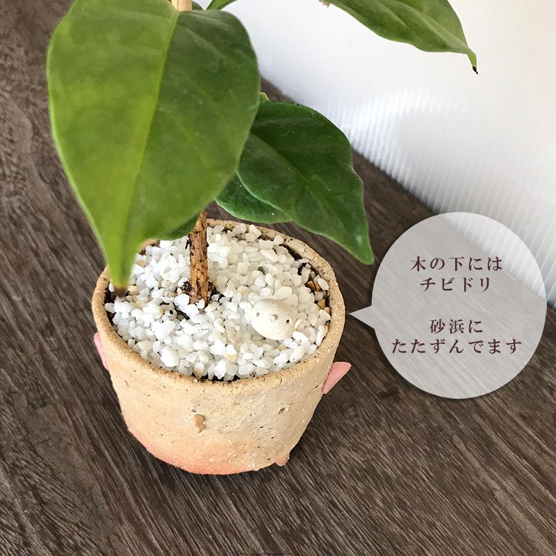 盆栽 コーヒーノキ 観葉 鉢 真山茜 一年中 葉が楽しめる カジュアル 