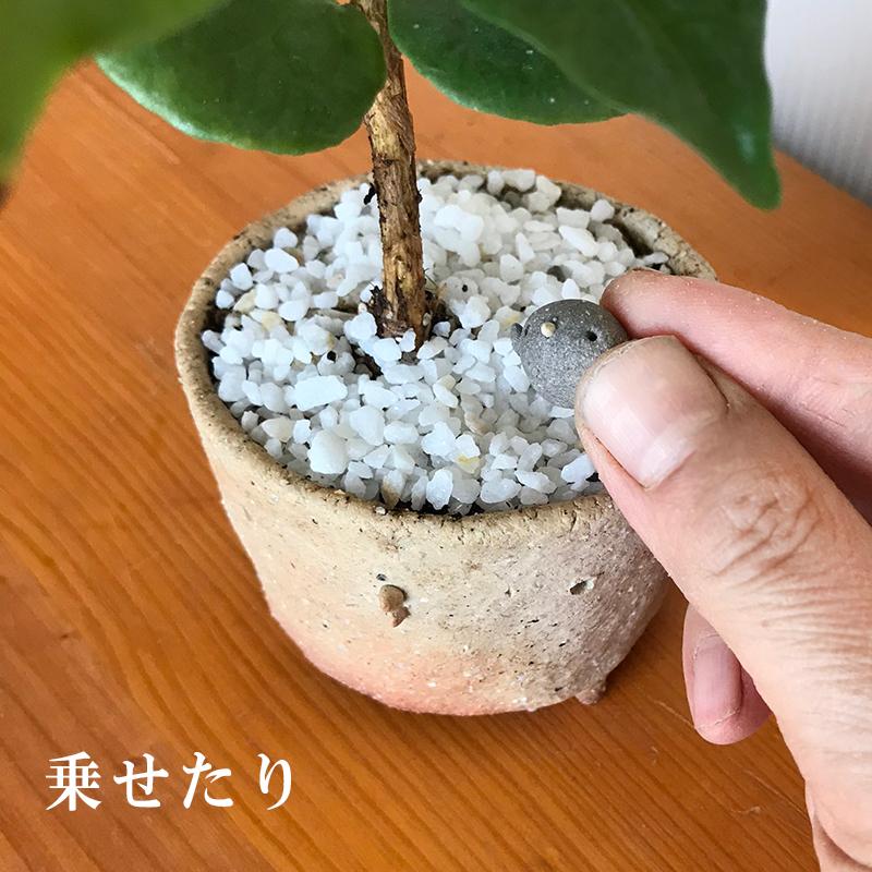 盆栽 コーヒーノキ 観葉 鉢 真山茜 一年中 葉が楽しめる カジュアル 