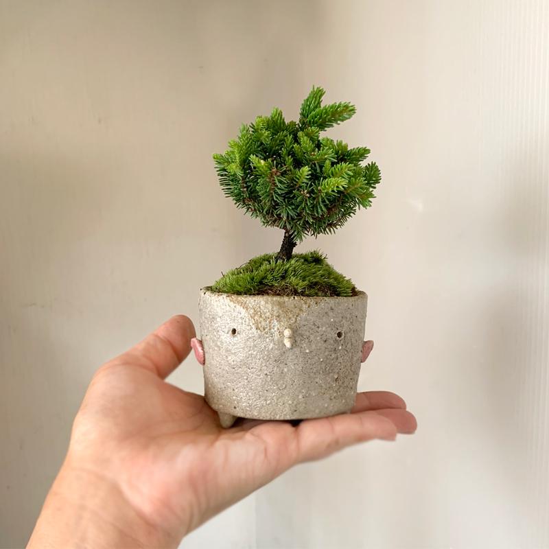 盆栽 エゾマツ 蝦夷松 鉢 真山茜 細やかな葉 一年中葉が楽しめる