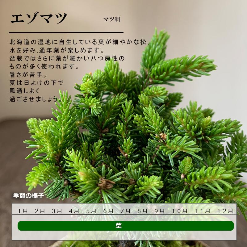 盆栽 エゾマツ 蝦夷松 鉢 真山茜 細やかな葉 一年中葉が楽しめる