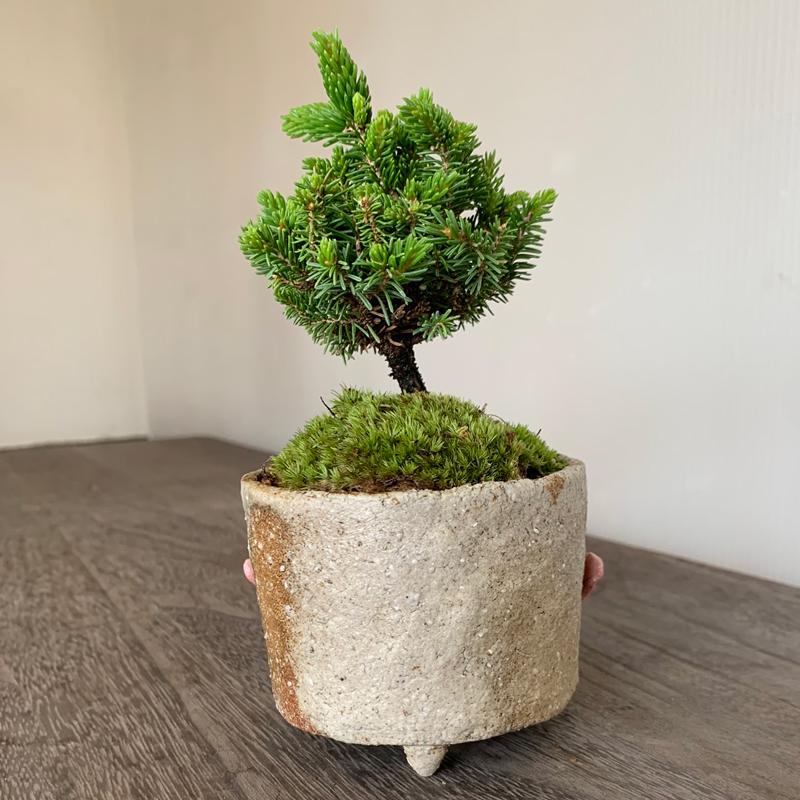 盆栽 エゾマツ 蝦夷松 鉢 真山茜 細やかな葉 一年中葉が楽しめる 盆栽 エゾマツ 蝦夷松 鉢 真山茜 細やかな葉 一年中葉が楽しめる