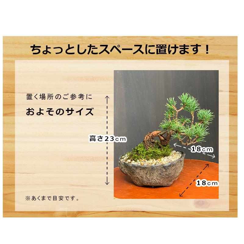 盆栽 五葉松 ゴヨウマツ ヒマコメツ くらま鉢 ミニ盆栽 : みどり 盆栽 五葉松 ゴヨウマツ ヒマコメツ くらま鉢 ミニ盆栽 : みどり