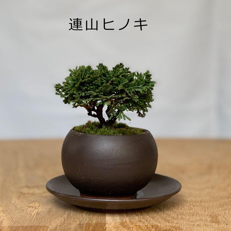 75%OFF!】【75%OFF!】ボンサイ 下穴明け杭 22MM その他盆栽用品 苗