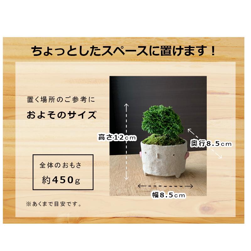 盆栽 連山ヒノキ 連山檜 鉢 真山茜 細やかな葉 一年中葉が楽しめる