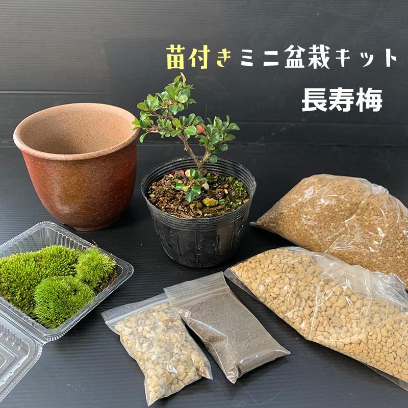 すぐ作れる 送料無料 激安 お買い得 キ フト 苗付き盆栽キット ベニチョウジュバイ 紅長寿梅